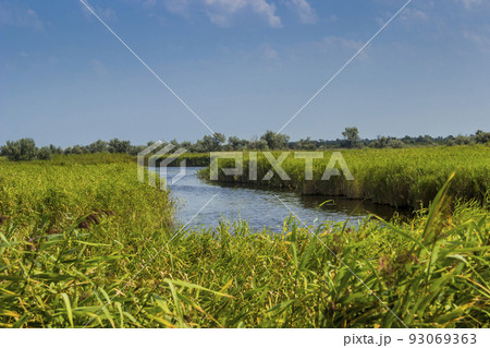 a wide reed marshland in Ukrainian part of Danube delta, Ukraine 93069363