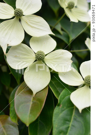 楽しさが実感できる真っ白なヤマボウシ：花に見えるのは総苞と言って葉が変化したものだそうです 93069471