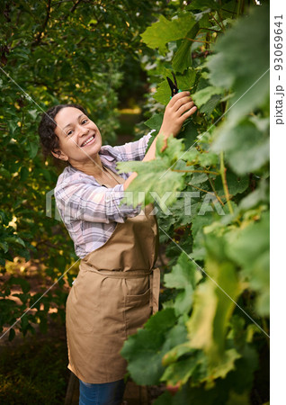 Multiethnic middle-aged charming woman, winegrower, in beige apron stands in the rows of a vineyard, smiles looking at the camera while harvesting ripe grapes. Viticulture. Growing organic grapes. 93069641