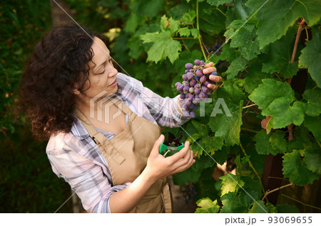 Charming curly-haired Latin American woman wearing a plaid shirt and a beige apron, holding garden shears and picking fresh organic purple grapes in eco vineyard. Autumn harvest time Charming curly-haired Latin American woman wearing a plaid shirt and a beige apron, holding garden shears and picking fresh organic purple grapes in eco vineyard. Autumn harvest time 93069655