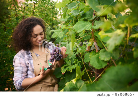 African American pleasant woman, eco farmer, successful entrepreneur, experienced viticulturist, vine grower harvesting grapes in vineyard, for sale in markets. Viticulture and agribusiness concept 93069657