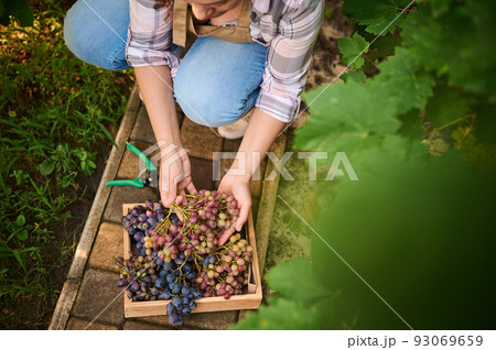 View from above of a female viticulturist, vine grower, harvesting ripe and juicy organic grapes in a vineyard. Viticulturist. Agribusiness. Horticulture. Eco farming View from above of a female viticulturist, vine grower, harvesting ripe and juicy organic grapes in a vineyard. Viticulturist. Agribusiness. Horticulture. Eco farming 93069659