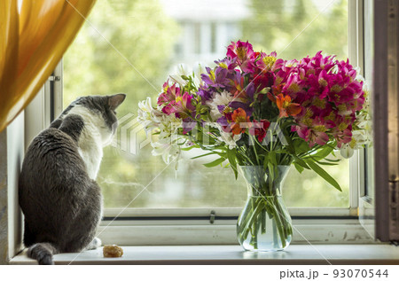 a cat sits on the windowsill and looks out the window near the big bouquet of alstroemerias a cat sits on the windowsill and looks out the window near the big bouquet of alstroemerias 93070544