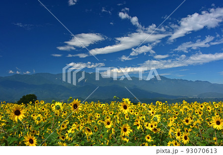 明野のヒマワリ畑と南アルプス 明野のヒマワリ畑と南アルプス 93070613