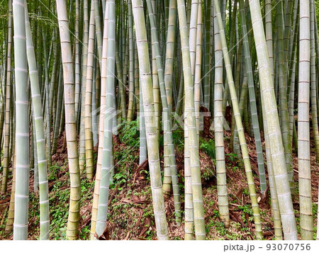 竹林の景観 93070756