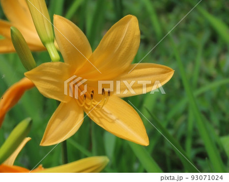 ニッコウキスゲの明るい花言葉の一つに日々を新たに 93071024