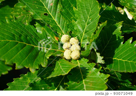 ミズナラのどんぐり、生長中 93071049