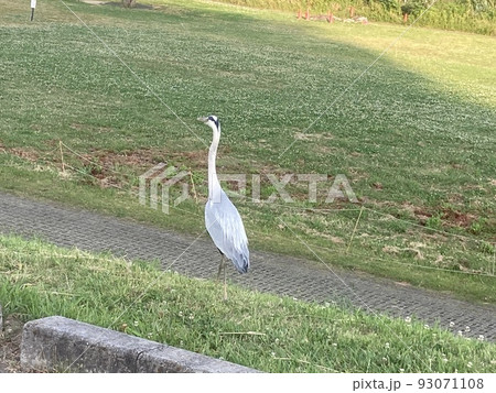 しらさぎ しらさぎ 93071108