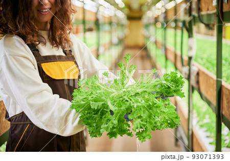 Close up of woman holding leafy green plant - salad frisee on blurred background. Young female gardener with leafy greens standing in greenhouse. Focus on green plant. 93071393