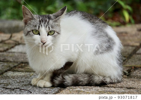 人懐っこい美猫 93071817