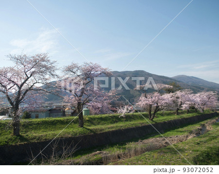 遠野の桜(猿ヶ石川沿い) 岩手県・遠野市 遠野の桜(猿ヶ石川沿い) 岩手県・遠野市 93072052