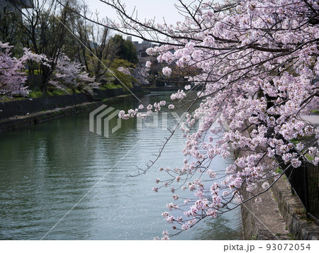 琵琶湖疎水の桜　京都府・京都市左京区 93072054