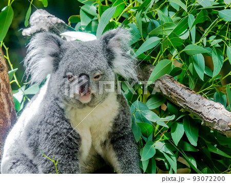 可愛くてユーモラスなコアラの姿 93072200