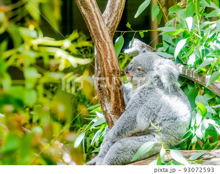 可愛くてユーモラスなコアラの姿　木に腰かけて休憩中 93072593