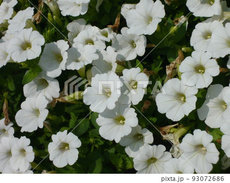 ペチュニアの白花 ペチュニアの白花 93072686