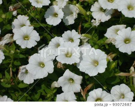 ペチュニアの白花 93072687