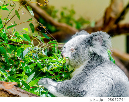 可愛くてユーモラスなコアラの姿　美味しそうにモグモグタイム 93072744
