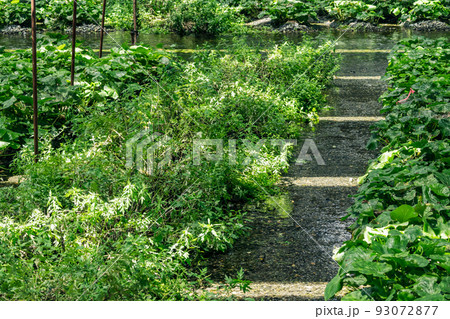 わさび田に植えられたよもぎ わさび田に植えられたよもぎ 93072877