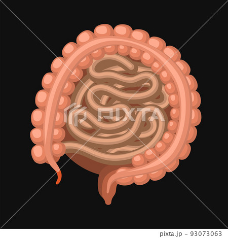 Small and Large Intestine. Digestive Tract with Appendix. Vector 93073063