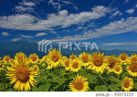 明野のヒマワリ畑と南アルプス 93073225