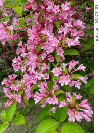 タニウツギの花 タニウツギの花 93073403