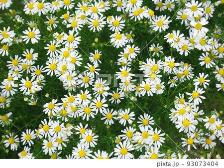 カモミールの群生 93073404