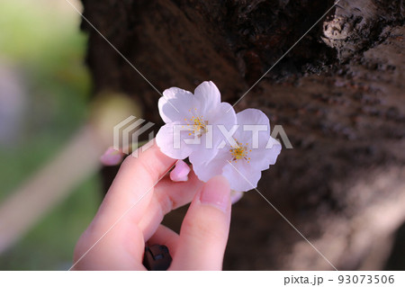 幹から咲く桜を優しく触れる手 93073506