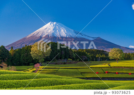 （静岡県）大淵笹場　茶畑越しに富士山　夕刻 93073625