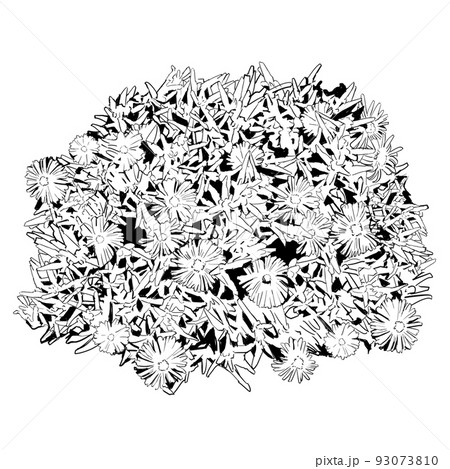 マツバギクのモノクロイラスト 93073810