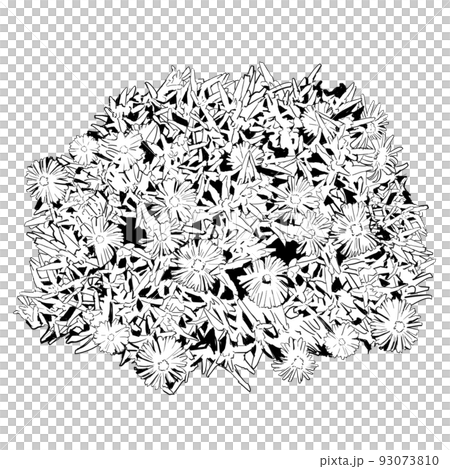 Monochrome illustration of Matsuba chrysanthemum 93073810