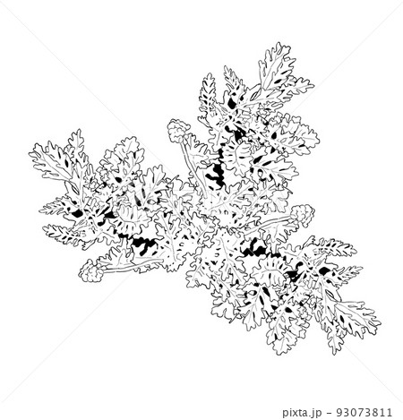 シロタエギクのモノクロイラスト シロタエギクのモノクロイラスト 93073811