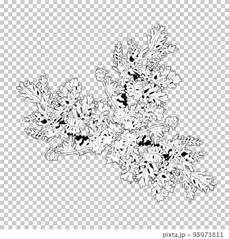 Shirotaegiku 的單色插圖 Shirotaegiku 的單色插圖 93073811