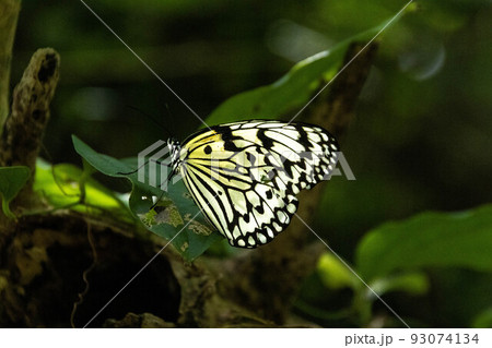 写真素材 創造素材 昆虫/蝶