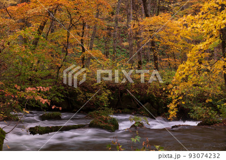 紅葉の奥入瀬渓流 93074232