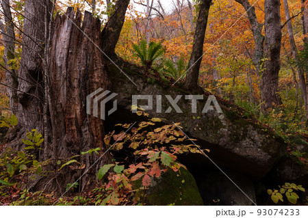 紅葉の奥入瀬渓流 93074233