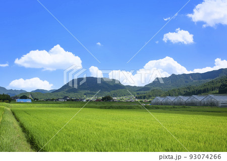 玖珠盆地の水田と伐株山 玖珠盆地の水田と伐株山 93074266