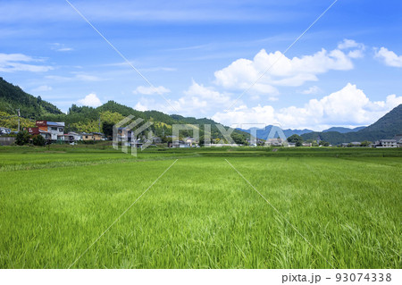 玖珠盆地の水田と里山風景 93074338