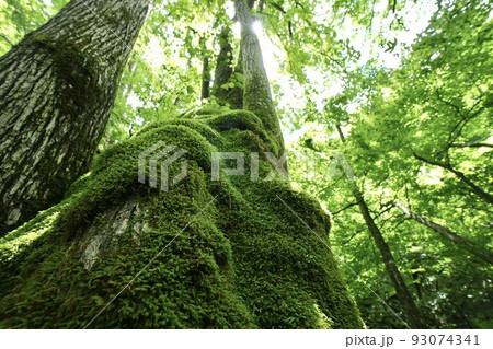 美しい木の苔 福島県 93074341