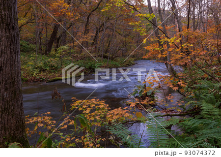 紅葉の奥入瀬渓流 93074372