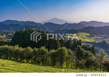 (静岡県)茶畑越しに富士山 早朝 (静岡県)茶畑越しに富士山 早朝 93074523