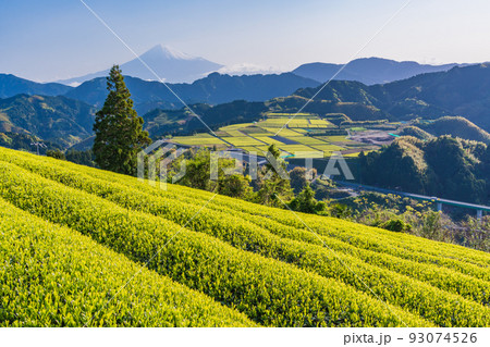 (静岡県)茶畑越しに富士山 早朝 (静岡県)茶畑越しに富士山 早朝 93074526