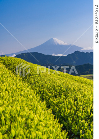 （静岡県）茶畑越しに富士山　早朝 93074532