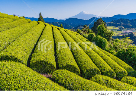 （静岡県）茶畑越しに富士山　早朝 93074534