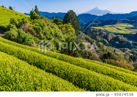 (静岡県)茶畑越しに富士山 早朝 (静岡県)茶畑越しに富士山 早朝 93074536