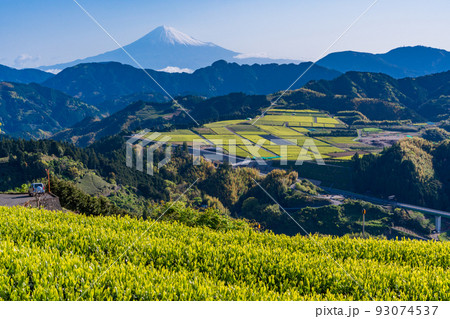 (静岡県)茶畑越しに富士山 早朝 (静岡県)茶畑越しに富士山 早朝 93074537