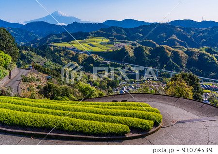 （静岡県）天空の茶畑越しに富士山　早朝 93074539