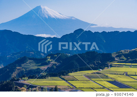 （静岡県）茶畑越しに富士山　早朝 93074540