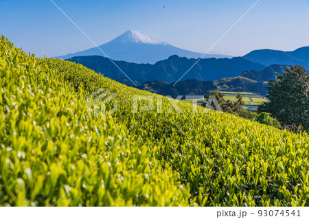 （静岡県）茶畑越しに富士山　早朝 93074541