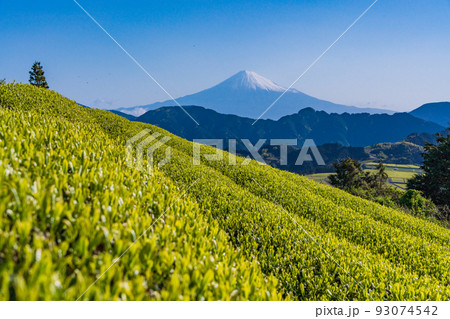 （静岡県）茶畑越しに富士山　早朝 93074542