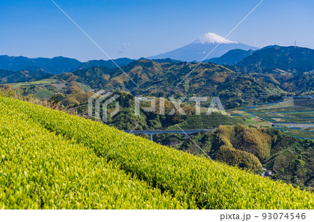 （静岡県）茶畑越しに富士山　早朝 93074546